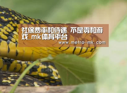 mk体育官网
