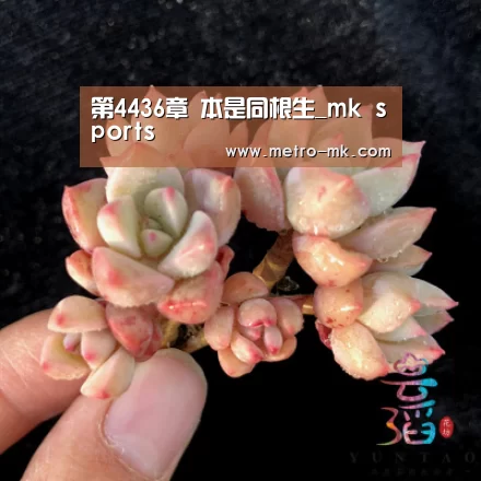 第4436章 本是同根生_mk sports