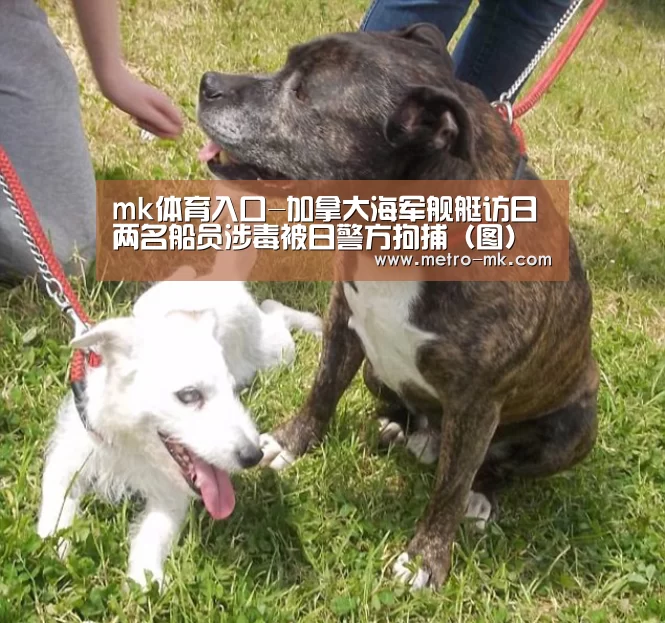 mk体育入口-加拿大海军舰艇访日 两名船员涉毒被日警方拘捕（图）