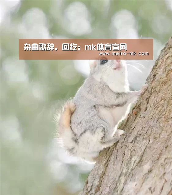 mk sports